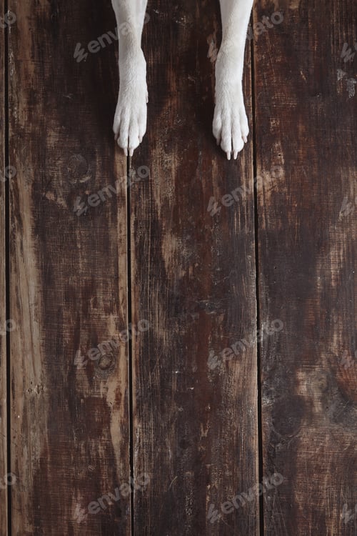 Preview: Dog's paws on old vintage brushed wooden table