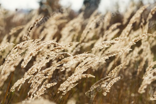Preview: Fall backdrop. Golden ears in field, closeup