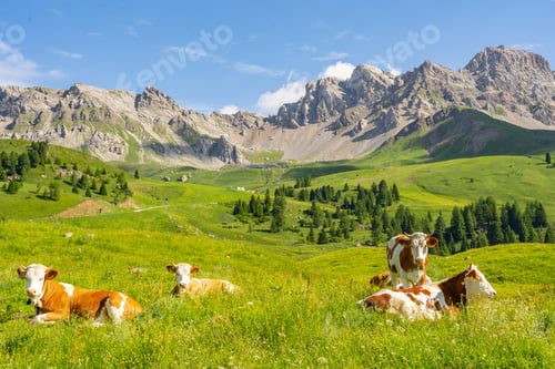 Preview: Scenery Alps with cow on green field