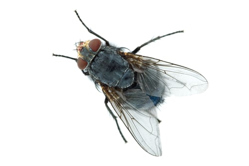 Preview: Big meat fly
