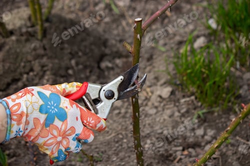 Preview: a farmer cuts dry branches of a rose bush.