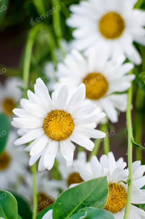 Preview: Summer Field of daisy flowers