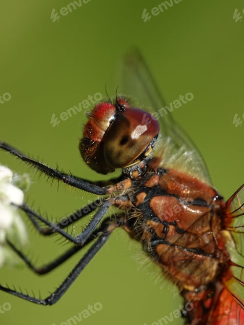 Preview: Ruddy darter (Sympetrum sanguineum)