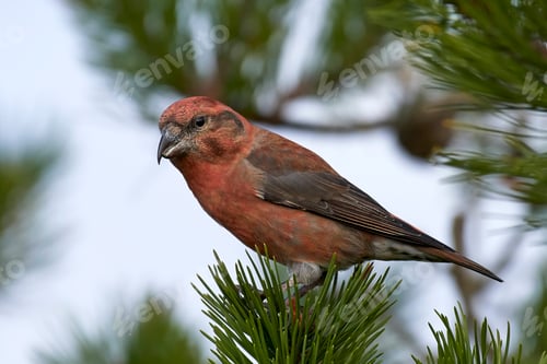 Preview: Parrot crossbill (Loxia pytyopsittacus)