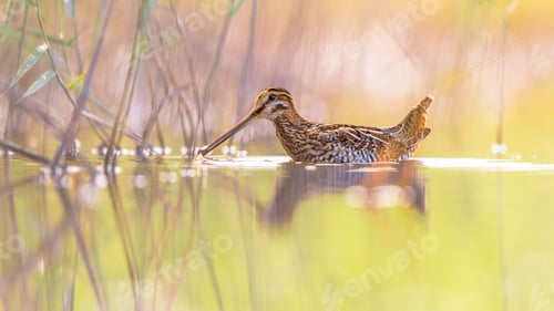 Preview: Common snipe wader bird in habitat background