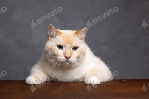 Preview: Portrait of a beautiful cat at the table, looking ahead, gray background