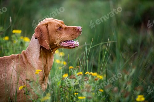 Preview: Portrait of Vizla dog sitting on a meadow.