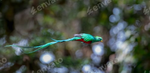 Preview: A Quetzal in Costa Rica