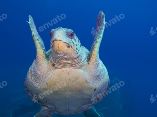 Preview: Loggerhead sea turtle from Cyprus