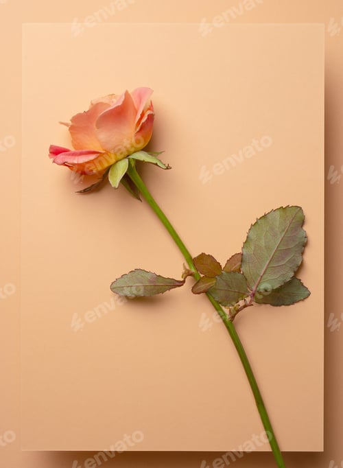 Preview: Spring floral rose paper card