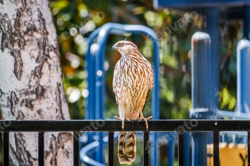 Preview: Cooper's Hawk (Accipiter cooperii) perched on a fence