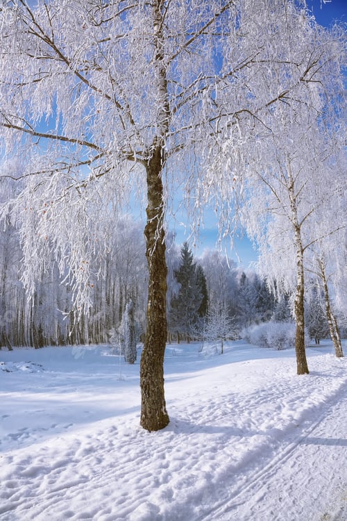Preview: Snow-covered trees in the city park