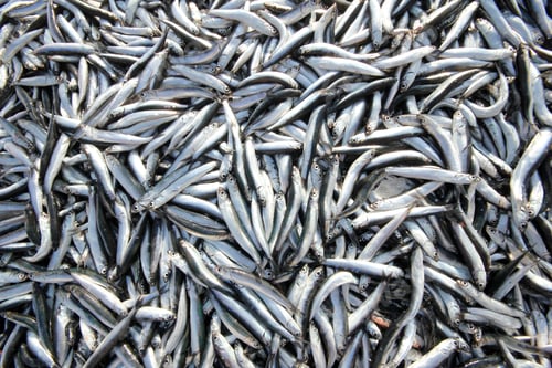Preview: Anchovy