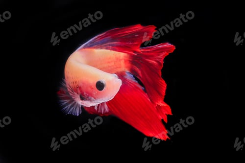 Preview: Betta fish