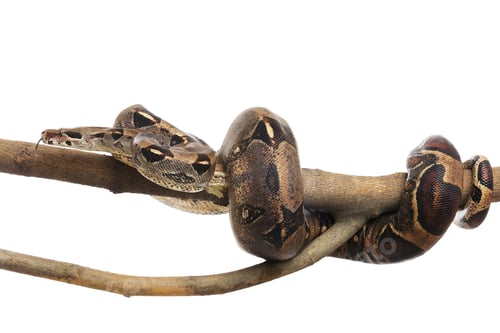 Preview: Brown boa constrictor on tree branch against white background