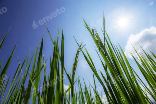 Preview: Green leaves of rice at blue sky