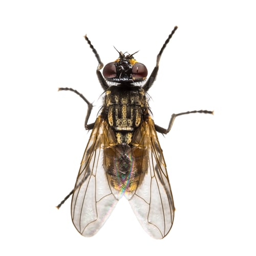 Preview: House fly on white background