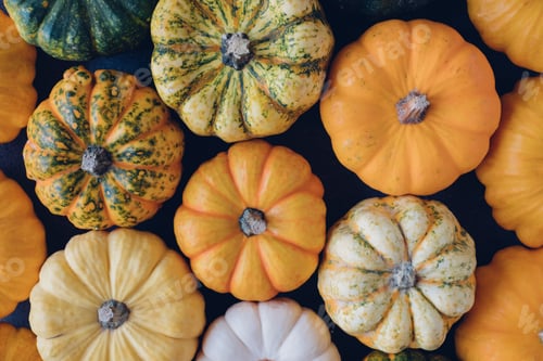 Preview: Colorful pumpkins.