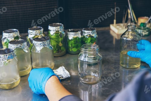 Vista previa: frascos de laboratorio con plantas. Enfoque selectivo.