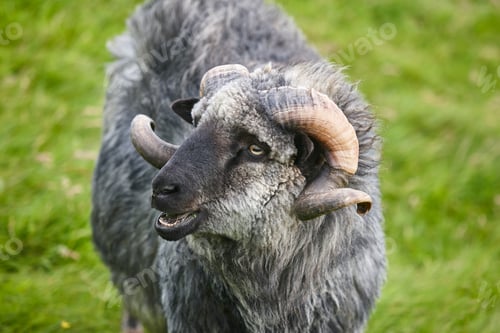 Preview: Sheep lamb grazing in the countryside Faroe islands
