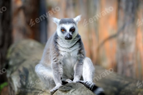 Preview: Lemur
