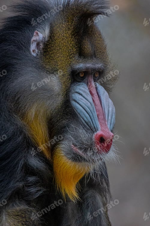 Preview: Vertical shot of a mandrill is looking straight ahead with a bright red nose