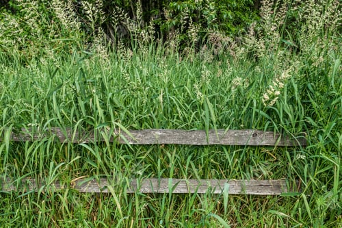 Preview: Tall Grass Grows Over A Wooden Fence. Macro Shot.