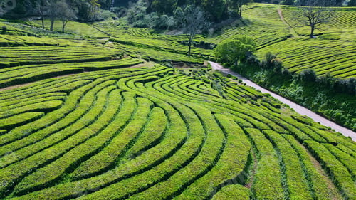 Preview: Beautiful tea plantation landscape drone shot. Lush green farmland in summer.