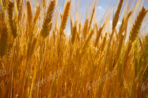 Preview: Farming. Wheat field in summer.