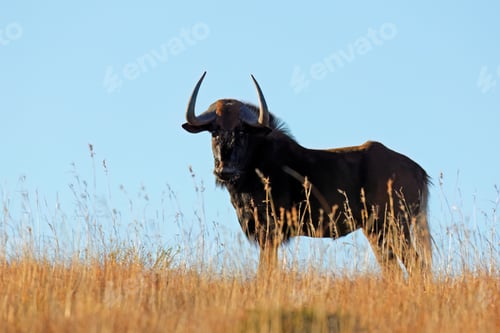 Preview: Black wildebeest silhouetted in grassland