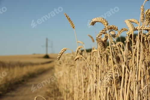Vista previa: Beautiful agricultural field with ripening wheat under blue sky, closeup. Space for text