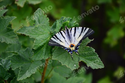 Preview: Scarce swallowtail Iphiclides podalirius rare european butterfly is sitting on the bushes
