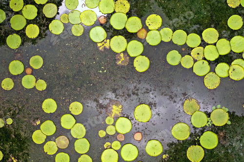 Preview: Top view of the lily pond on the island of Mauritius.Botanical Garden on the paradise island of