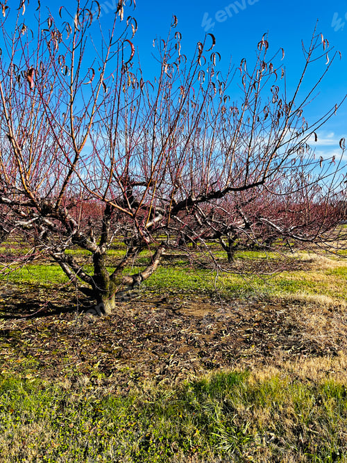 Preview: Apple orchard.