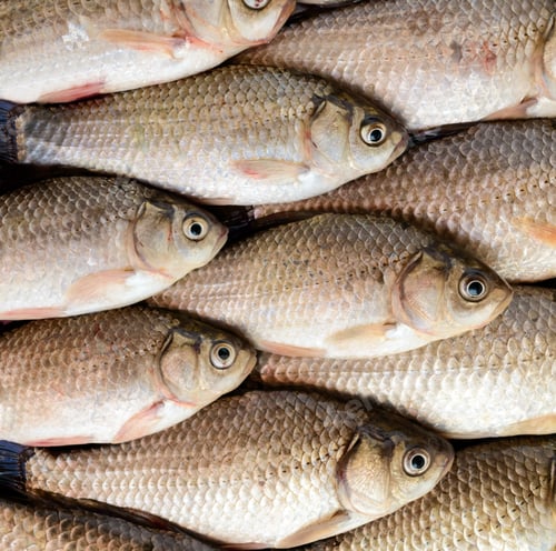 Preview: Live fish (carp). Fresh catch. The top view. Close up