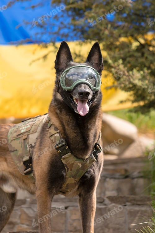 Preview: Dog armor. Dog in a bulletproof vest. Belgian Shepherd Malinois dog in front of a Ukrainian flag.