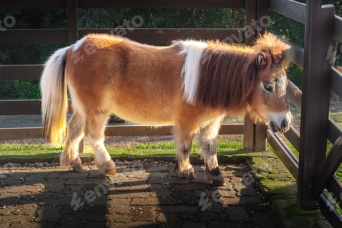 Preview: Pony - Miniature Horse (Equus ferus caballus)