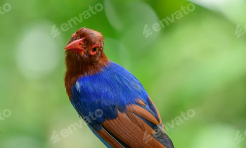 Preview: Sri Lanka blue magpie or Ceylon magpie bird close-up portrait