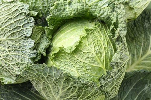 Preview: Fresh ripe Savoy cabbages as background, closeup