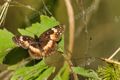 Preview: Butterfly on a yellow flower. Butterfly on a flower.