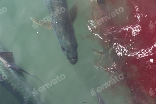 Preview: A group of tarpon are waiting for the fishermen to throw away the fish guts in the water