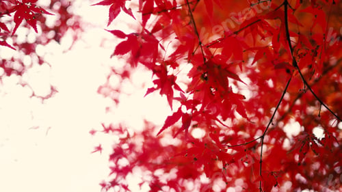 Preview: Blurred red color maple leaf .