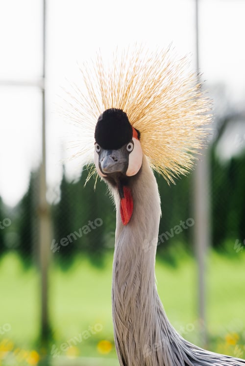 Preview: Portrait of a Beautiful Crowned Crane in the zoo