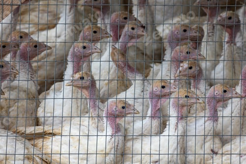 Preview: Closeup shot of young turkeys within the production process in a poultry company