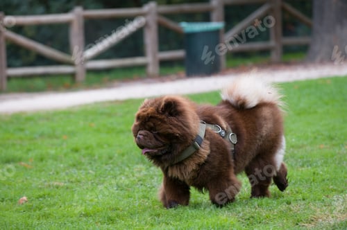 Vista previa: Un lindo perro marrón grande en un parque