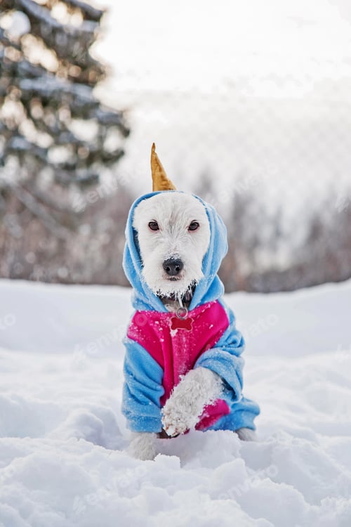 Preview: parson the Terrier in a unicorn costume.funny cute dog.Portrait of a dog on a snow background.