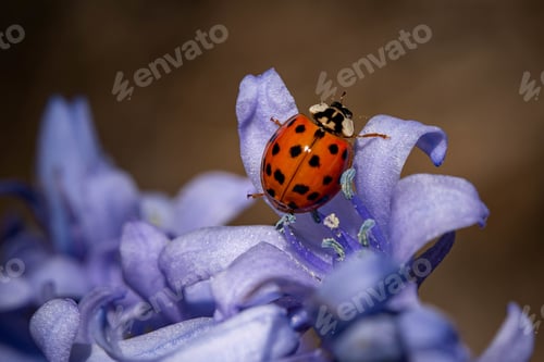 Preview: Closeup shot of a cute small ladybird beetle on a purple flower