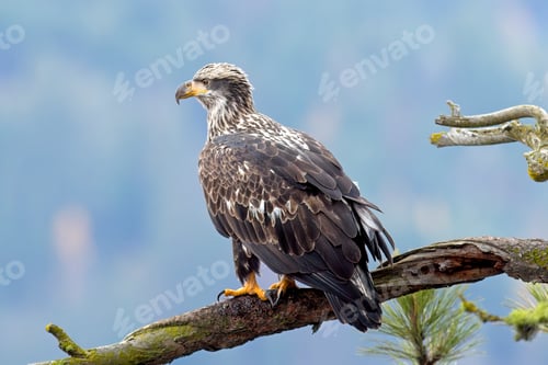 Preview: American bald eagle on a pine branch.