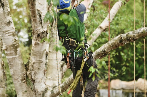 Preview: Man climber on a tree to trim branches
