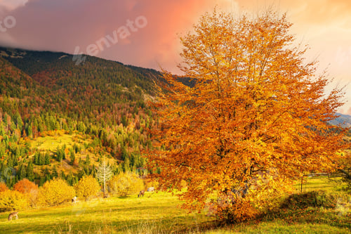 Preview: A beautiful tree in the valley of the Carpathian mountains stands covered with golden leaves